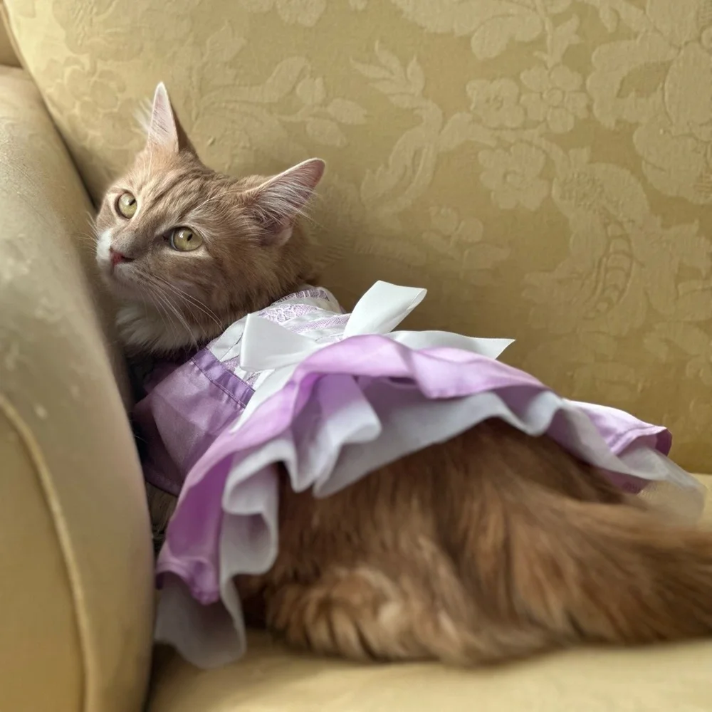 Cat princess Halloween costume